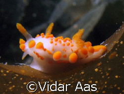 I discover this little nudi on a dive in North Norway's a... by Vidar Aas 